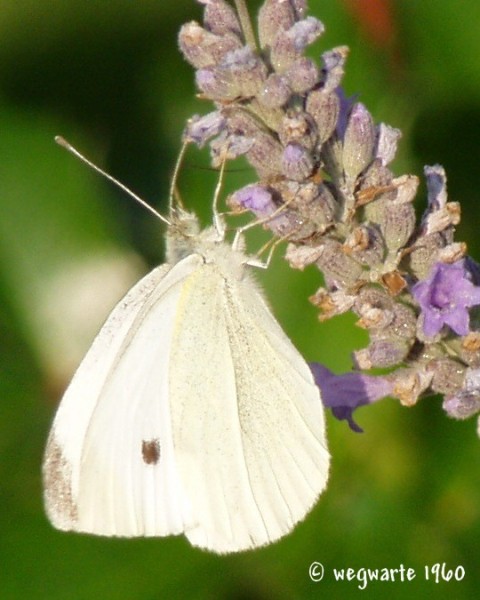 Foto von Kohlweißling Pieris brassicae